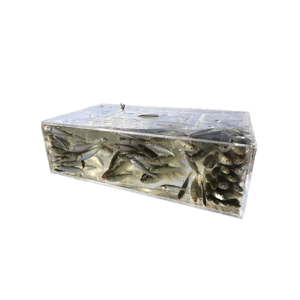 Reel it in Deluxe Live Bait Trap